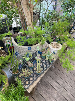 MICAN / 植物屋 사진 5