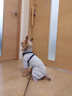 Mofu Animal Clinic 사진 3