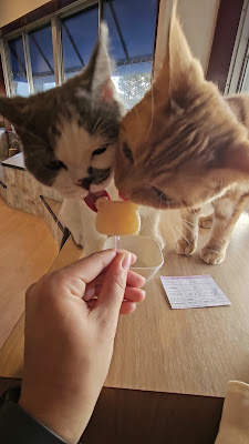 Coo and Riku petshop/cat cafe 2nd floor 사진 2