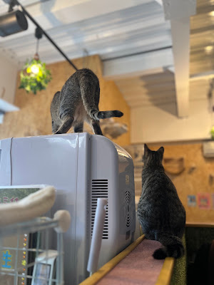 保護猫カフェ にゃんちゅ〜る 사진 4