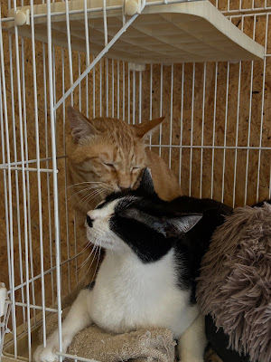 保護猫カフェ にゃんちゅ〜る 사진 3