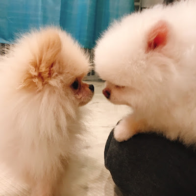 ANELLA CAFE (Dog Cafe & Cat Cafe) 사진 3