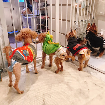 ANELLA CAFE (Dog Cafe & Cat Cafe) 사진 4