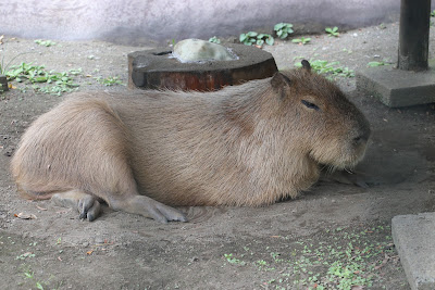 Capybara House 사진 3