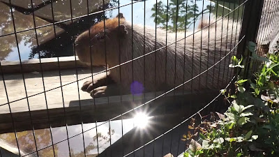 Capybara House 사진 2