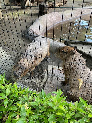 Capybara House 사진 4