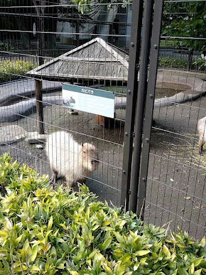 Capybara House 사진 5