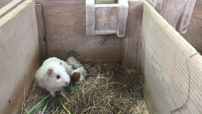 Guinea Pig Petting Zoo 사진 2