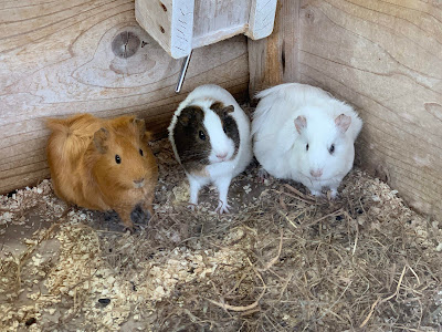 Guinea Pig Petting Zoo 사진 3