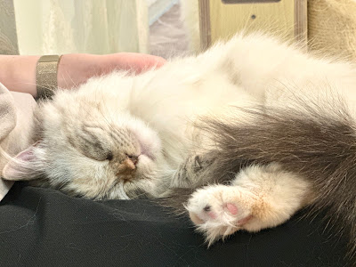 サイベリアン専門ペットショップ&猫カフェ&猫の美容室ロイヤルキャッツ 사진 2