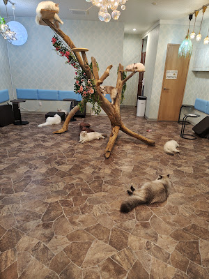 サイベリアン専門ペットショップ&猫カフェ&猫の美容室ロイヤルキャッツ 사진 4