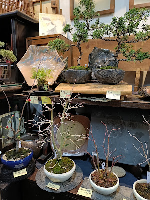 盆栽屋ラビアデッソ 사진 5