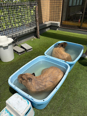 CAPPINESS Shinjuku Capybara Cafe 사진 3