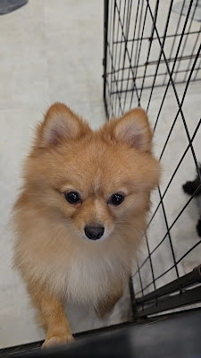 ANDog 사진 2