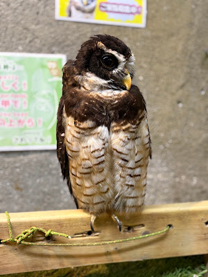 Owl Nest cafe 사진 4