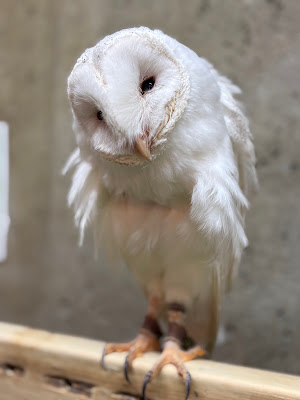 Owl Nest cafe 사진 5