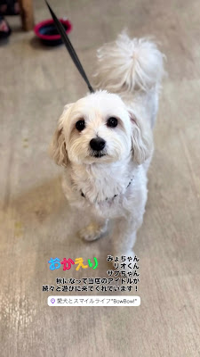 無添加ドッグフードBowBow! 사진 2