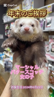 Ferret World 사진 2