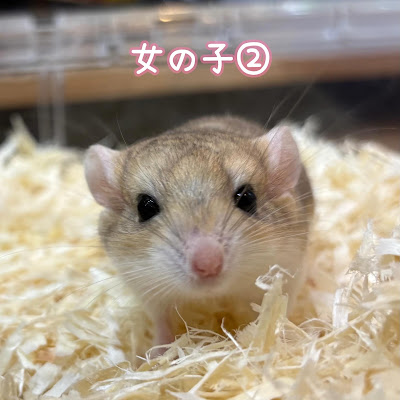 Ferret World 사진 4