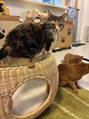 Cat Cafe "For Cats..." (Nyarudo Heart) 사진 4