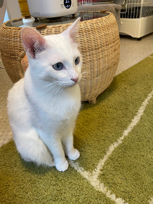 Cat Cafe "For Cats..." (Nyarudo Heart) 사진 3