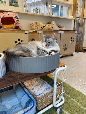Cat Cafe "For Cats..." (Nyarudo Heart) 사진 5