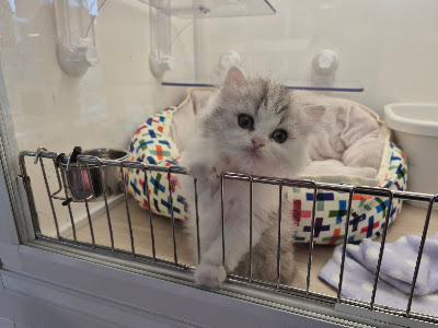 かわいいいきものたち PET SHOP 사진 3