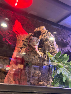 かわいいいきものたち PET SHOP 사진 4