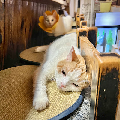 居酒屋 家庭料理 ​順子 사진 4