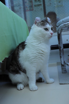 大塚シェルター 猫カフェ 사진 3