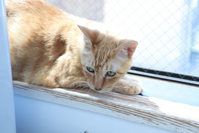 大塚シェルター 猫カフェ 사진 2