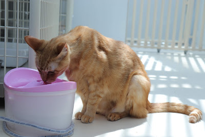 大塚シェルター 猫カフェ 사진 4