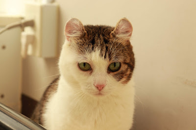 大塚シェルター 猫カフェ 사진 5