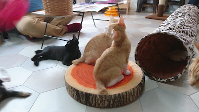 CAT'S INN TOKYO 사진 2
