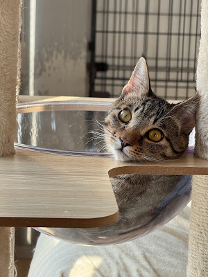 保護猫シェルター QUEUE 사진 2