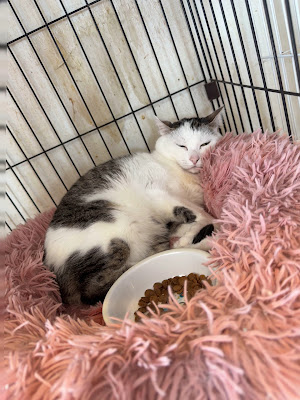 保護猫シェルター QUEUE 사진 4