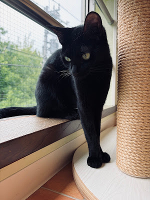 保護猫カフェCatio 사진 3