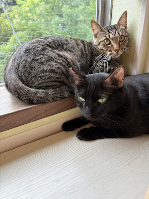 保護猫カフェCatio 사진 4