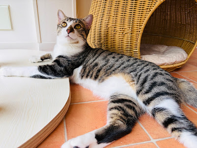 保護猫カフェCatio 사진 2