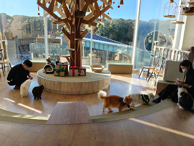 Cat Cafe MOCHA Harajuku 사진 4