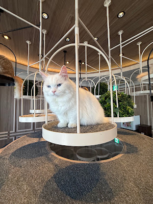 Cat Cafe MOCHA Harajuku 사진 5