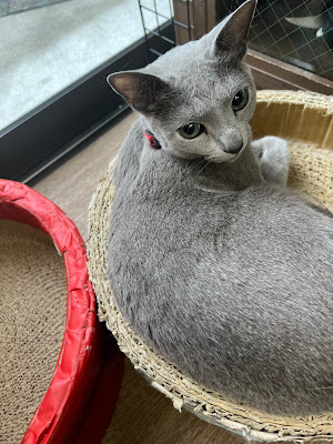 猫ふれあい処 ふぃらいん 사진 3
