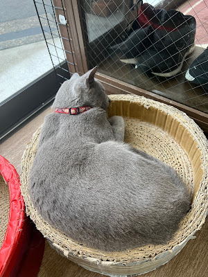 猫ふれあい処 ふぃらいん 사진 4