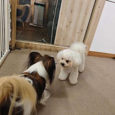 Total Pet Care Space DOGs' Nishi-Shinjuku 사진 2