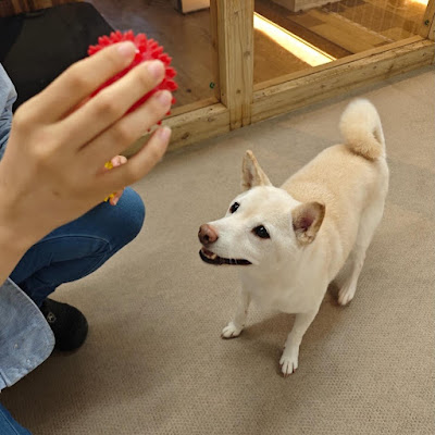 Total Pet Care Space DOGs' Nishi-Shinjuku 사진 3