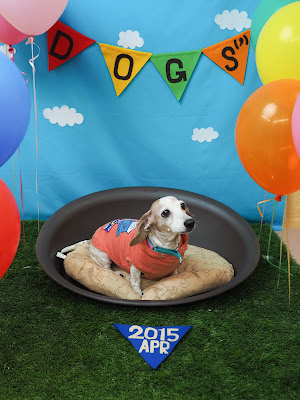 Total Pet Care Space DOGs' Nishi-Shinjuku 사진 4