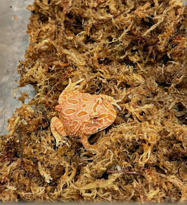 Reptile Planet 사진 4