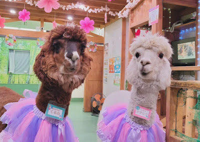 Alpaca House Kagurazaka 사진 3