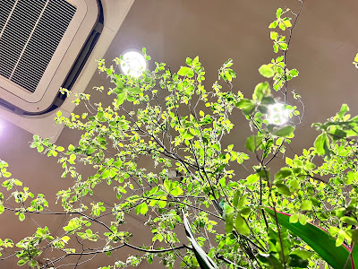 木瓜の花 사진 4