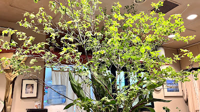 木瓜の花 사진 5